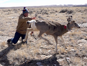 person releasing deer