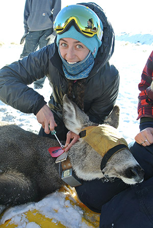 woman putting a radio collar on a deer