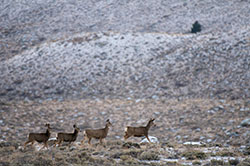 four mule deer move across a sagebrush-covered basin