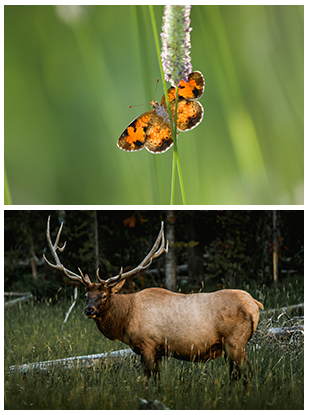 a photo of a butterfly and a photo of an elk