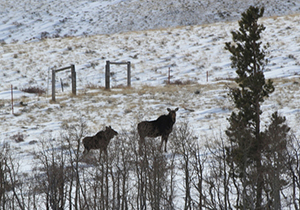 several moose on a hillside
