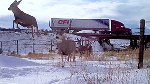 deer running away from migration underpass