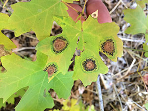 close up photo of leaves