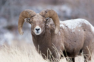 bighorn sheep