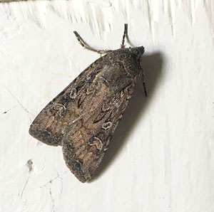 miller moth