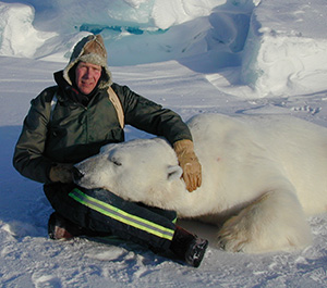 man with sedated polar bear