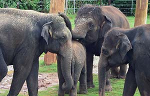 group of elephants