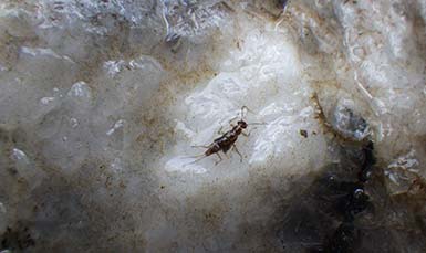 stonefly on rocks