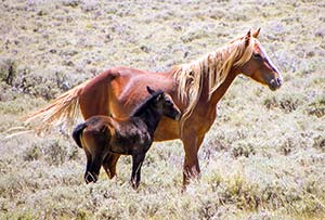 horse and foal