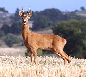 Deer standing in a field