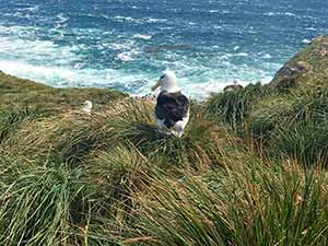 bird on a grassy bank by ocean