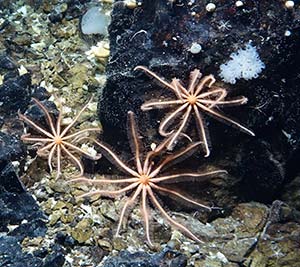 star fish and sponges
