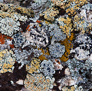 lichen