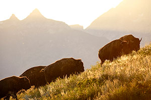 bison going up a hill