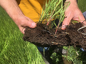 someone holding a handful of turf