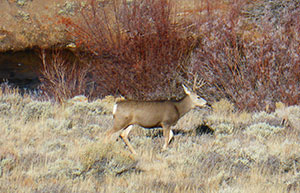 deer in brown grass