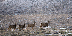 Four deer crossing the prairie