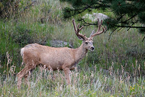 mule deer in the wild