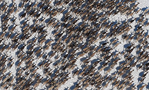 large herd of wild reindeer seen from above