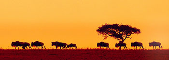 wildebeast herd silhouetted against an orange sunset
