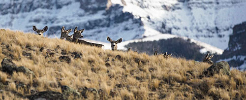 deer on a hill