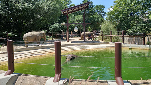 elephants in an enclosure with a pool