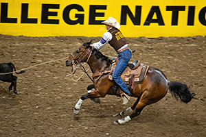 UW rodeo team member gets his rope on a calf in the arena.