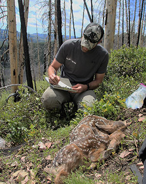 man in the woods with fawn