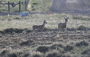 mule deer in field near road