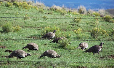 grouse in field