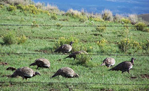 grouse on a green field