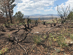 fire-charred mountain landscape