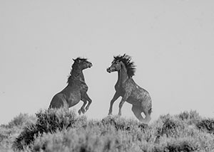black and white photo of wild horses rearing on a hilltop