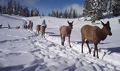 a line of elk walking through the snow