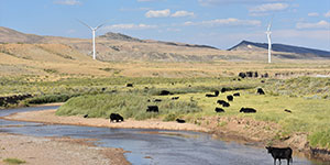 cattle grazing near wind turbines
