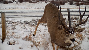 deer caught in a barbed wire fence