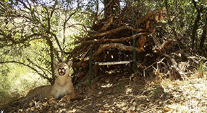 moutain lion lying down in the wild