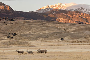 deer with mountains in background