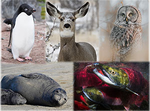 photo collage with a penguin, a deer, an owl, a seal and salmon