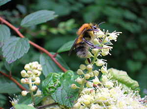 close up of a bumblebee