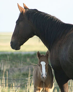 horse and foal