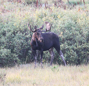 moose in the wild