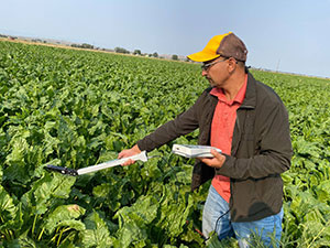 person in field of green leaves