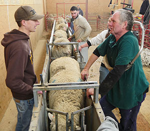 people around sheep in pens