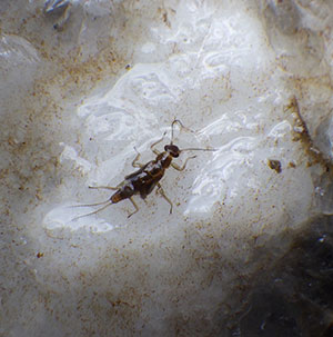 stonefly caught in ice