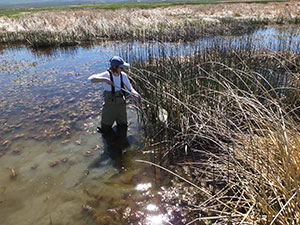 person wading among water vegetation with a net