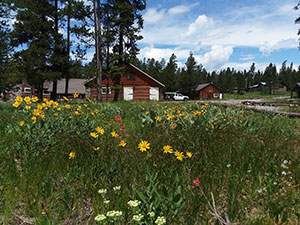 cabins seen across a field of wildflowers