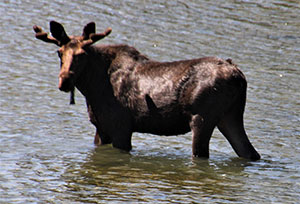 moose in water