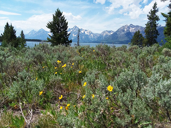 mountains seen across a field of wildflowers