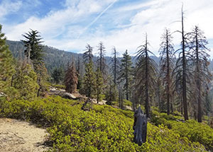 dead trees in the mountains